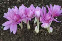 Colchicum Water Lily gets hurt by heavy rainfall